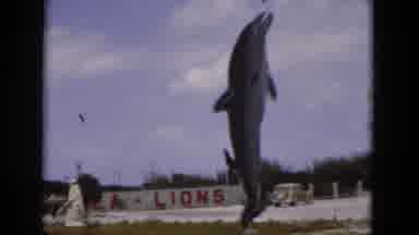 Florida USA (1975): Dolphin Statue Sitting In Front Of A Wall That Says Lions