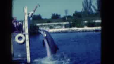 Florida USA (1975): Dolphins Enjoying Their Time Living In Zoo Grounds Being Fed