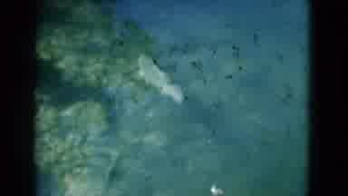 Florida USA (1975): Several Examples Of Fish Swimming Under Clear Water During The