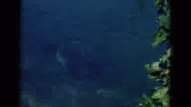 Florida USA (1975): A View Of Various Sea Animals In The Ocean