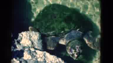 Florida USA (1975): School Of Blue Fish Swimming While Sea Turtle Swims Towards