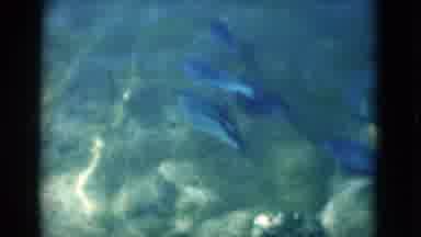 Florida USA (1975): A Picture Of A Dolphin Jumping And Sea Wildlife