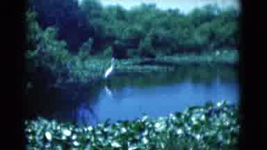 Florida USA (1975): A Crane In The Pond Near They Waiting For Food