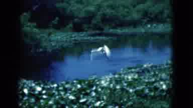 Florida USA (1975): A Crane Flies Gracefully In A Marsh Over A Pond
