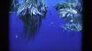 Florida USA (1975): A Coloured Video Of The Island Near A Forest