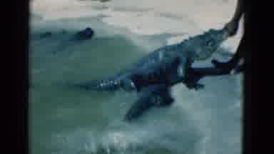 Florida USA (1975): Alligators Coming Out Of Water And People Playing With Them