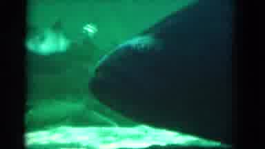 Florida USA (1975): Fish Under The Sea