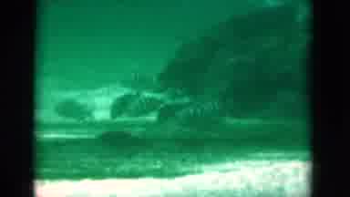 Florida USA (1975): A School Of Fish And Dolphins Swimming Together In The Sea