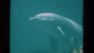 Florida USA (1975): A Dolphin Large Sea Turtle And A Variety Of Fish Swimming