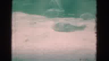 Florida USA (1975): Fish Including A Shark Are Filmed Swimming Underwater With Sun