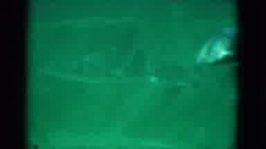 Florida USA (1975): Swimming Fish In The Aquarium