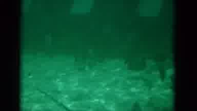 Florida USA (1975): Many Cool Sea Creatures Swimming Around In The Water Together
