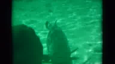 Florida USA (1975): A View Of Sea Animals Moving Around In Their Habitat