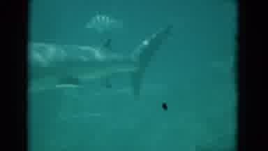 Florida USA (1975): A View Of Sharks And Other Sea Animals