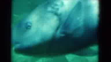 Florida USA (1975): Some Fish Was Swim In The Sea And Take A Food
