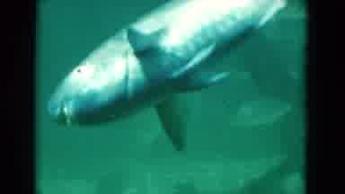 Florida USA (1975): The Biggest Fish Is In The Underground Of The Sea And The