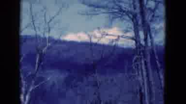 Florida USA (1975): Bare Trees Stand Tall In The Woods In Front Of Huge Mountains