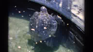 Florida USA (1975): Two Penguins Watching The Turtle Swim In The Water