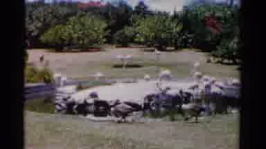 Florida USA (1975): Two Canadian Geese Walk By A Pond Filled With Many Flamingos
