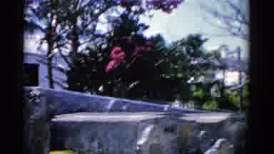 Florida USA (1975): Pink Flowers Blooming Near Cemetary On A Bright Sunny Day