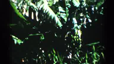 Florida USA (1975): Nature View Of Lush Green Plants Shining And Swaying In The
