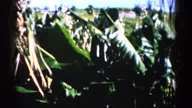 Florida USA (1975): World Environment