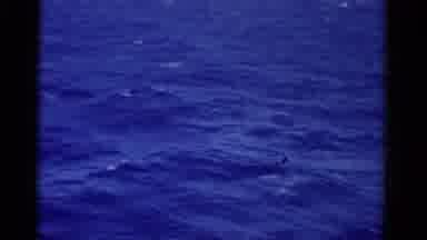 Florida USA (1975): Brilliant Blue Sea Waves On A Bright Sunny Day