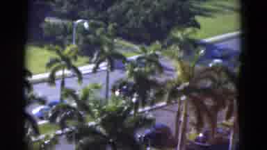 Florida USA (1975): Vintage Automobiles Tall Palm Trees Bright Sunshine Green