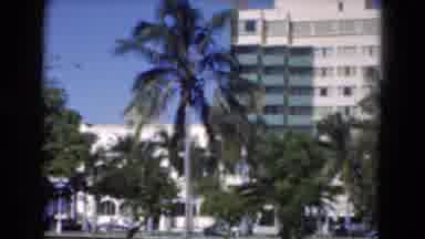 Florida USA (1975): Good Old Times With Coconut Palm Trees