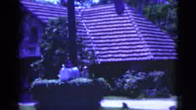 Florida USA (1975): Beautiful Bird On The Tree