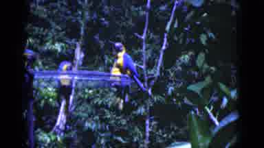 Florida USA (1975): Birds Are Very Beautiful To Watch