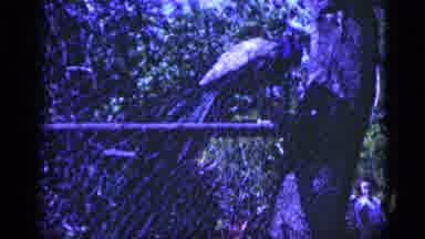Florida USA (1975): Peacock Bird Sitting On Chain Fence With Sharp Cut To