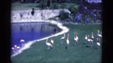 Florida USA (1975): The Duck Walking In The Grass
