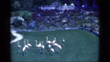 Florida USA (1975): A Group Of Pink Flamingos Lounging On A Lawn Surrounded By