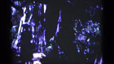 Florida USA (1975): A Lady In A Hat With A Handbag Walks Among Tangled Trees