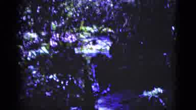 Florida USA (1975): A Nature Scene