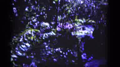 Florida USA (1975): A View Of The Forest And All The Unique Flowers