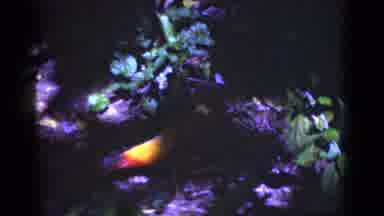 Florida USA (1975): Birds In Natural Habitat Together On Tree While Another
