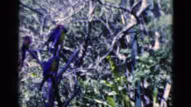 Florida USA (1975): Birds In The Trees On A Day With A Light Breeze