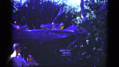 Florida USA (1975): A Zoo With Many Parrots And The Tamer Make One Of The Parrot