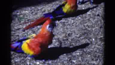 Florida USA (1975): Wild Parrots Flying Free