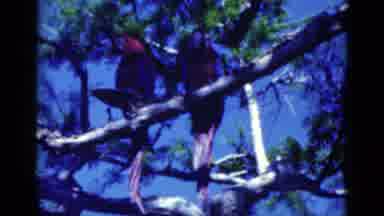 Florida USA (1975): Mother Of Birds All Shapes And Sizes Hanging On The Trees