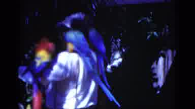Florida USA (1975): Man In White Shirt Has Two Scarlet Macaws And Two Blue And