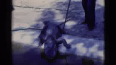 Florida USA (1975): Footage Of Crocodiles Or Alligators Being Cared For In A Zoo