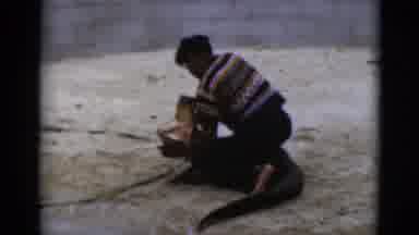 Florida USA (1975): Man Wearing A Colorful T-Shirt Wrestles An Alligator In A Sand