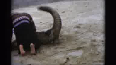 Florida USA (1975): Animal And Human