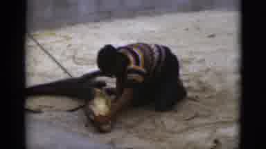 Florida USA (1975): Man Holds A Large Alligator Or Crocodile On Its Back