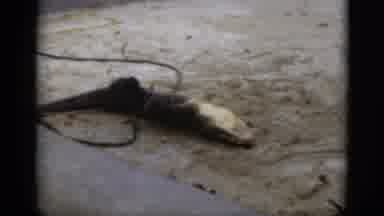 Florida USA (1975): Large Alligator Rolling Over In Sandy Arena Man With Stick