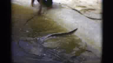 Florida USA (1975): A Man Near Several Alligators And A View Of A Plant With Red