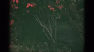 Florida USA (1975): Enjoy All Of Nature's Beauty With Only A Little Attention And